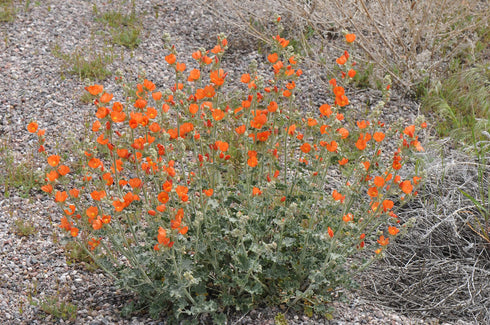 Globemallow Munro